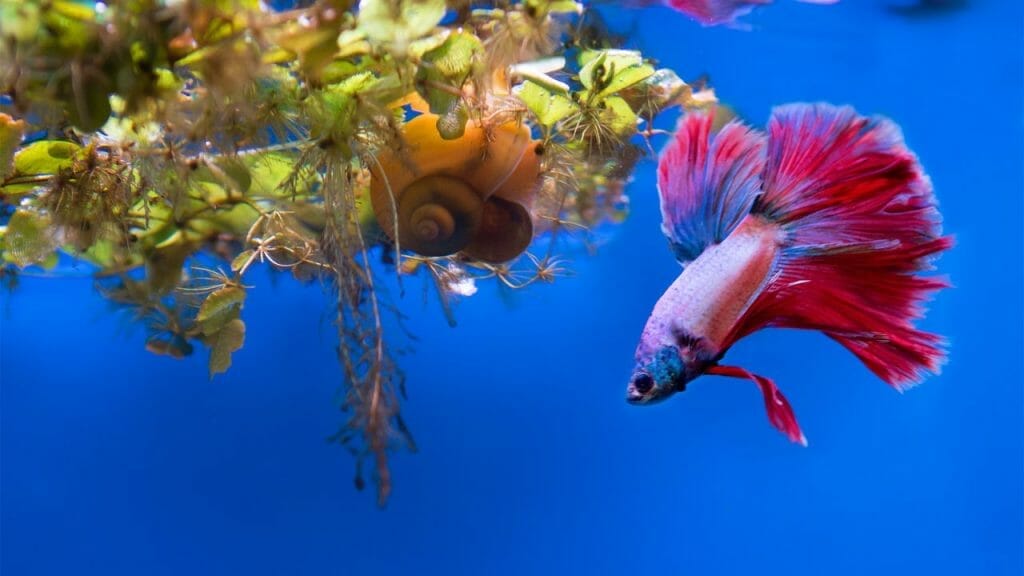 How Can You Tell If A Halfmoon Betta Is A Female? 3 Identify Female Halfmoon Betta Fish How Can You Tell If A Halfmoon Betta Is A Female?