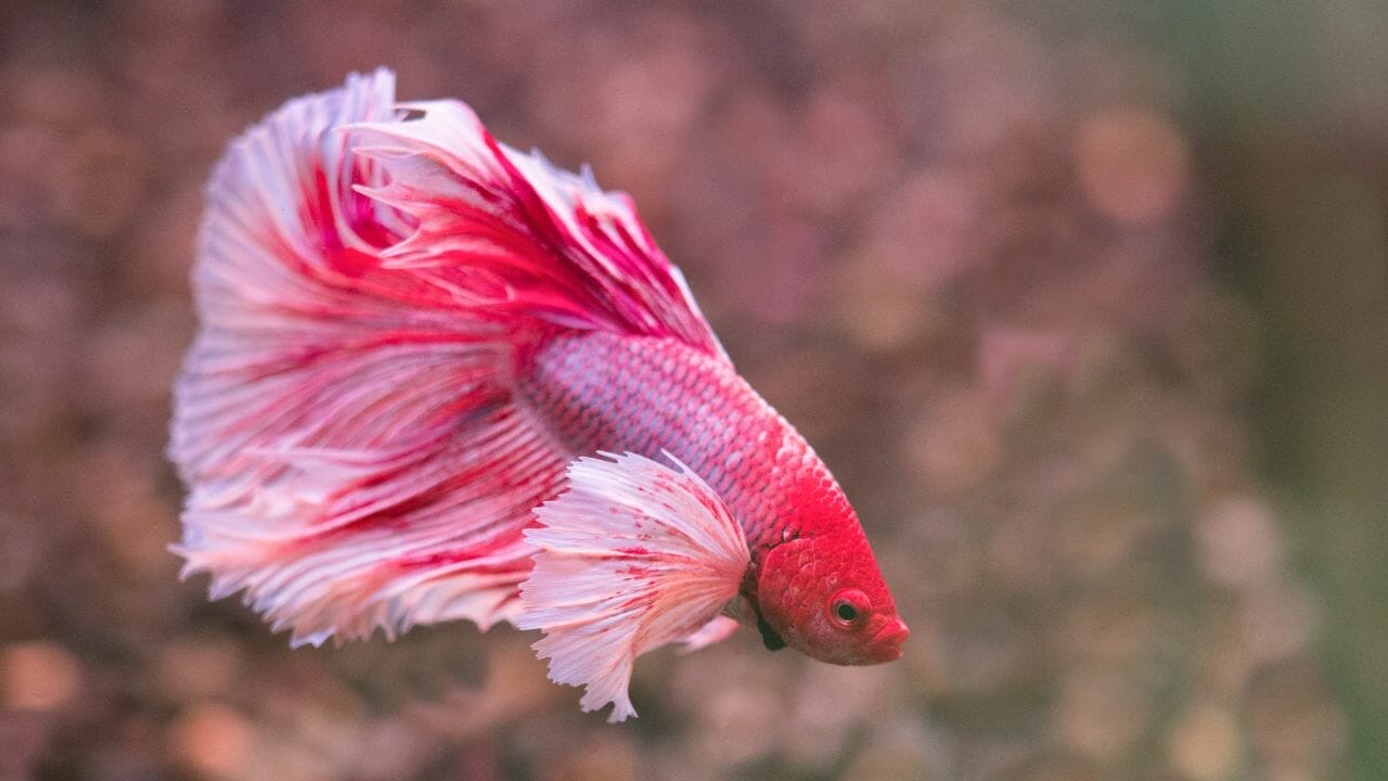 Veiltail Betta Fish How Do You Take Care Of A Veiltail Betta Fish?