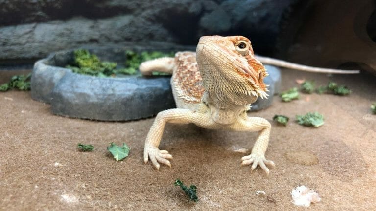 Can Bearded Dragons Talk? The Unexpected Ways They Express Themselves