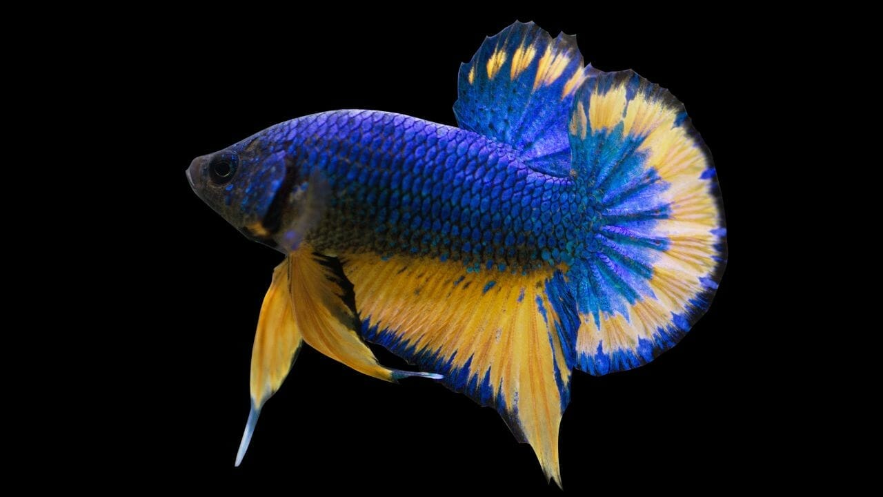 Are Black Lights Bad For Betta Fish? Should I Avoid It? Acuario Pets