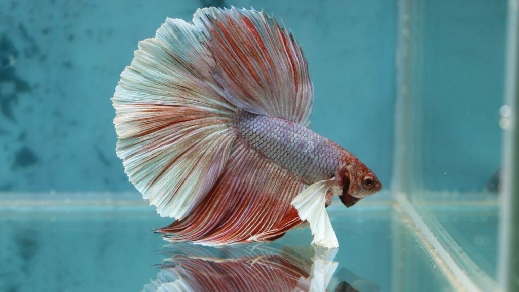 How Big Do Dumbo Bettas Get? 2 Dumbo Betta Fish How Big Do Dumbo Bettas Get?