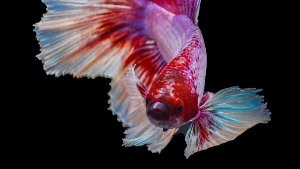 How Long Do Dumbo Bettas Live? 2 Dumbo Betta Lifespan How Long Do Dumbo Bettas Live?