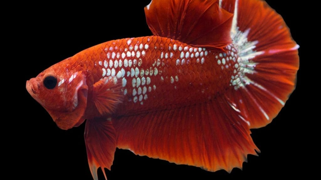 Hellboy Betta Fish Male Hellboy Betta Fish: 8 Secrets To Proper Care
