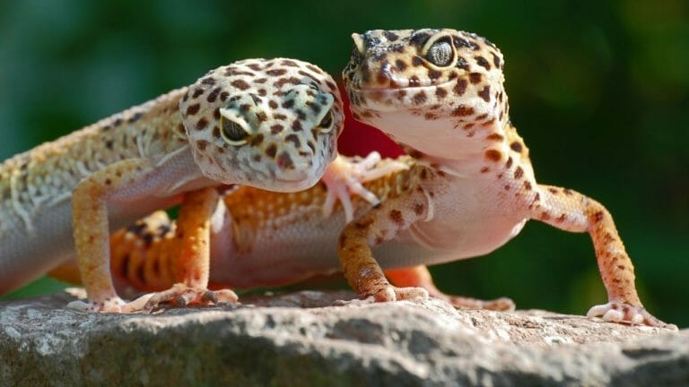 How Big Do Leopard Geckos Get? [Size vs Age vs Weight Chart]