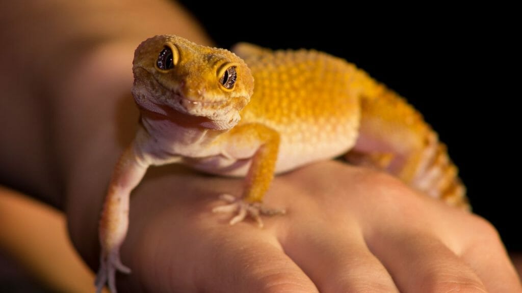 Leopard Gecko Pet How Do You Know If Your Leopard Gecko Is Pregnant?