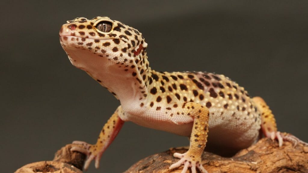 Leopard Gecko Walking How Do You Know If Your Leopard Gecko Is Pregnant?