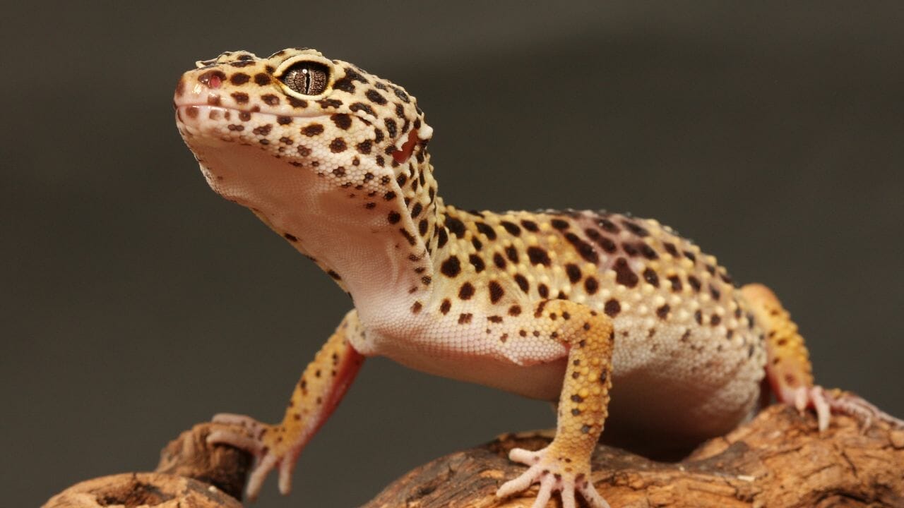 Where Do Leopard Geckos Come From?