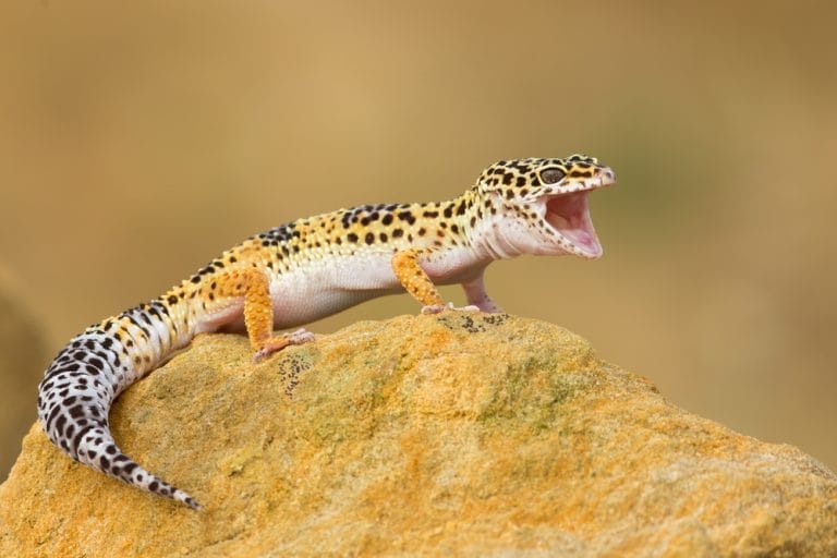 Where Do Leopard Geckos Come From? [You’ll Never Guess]