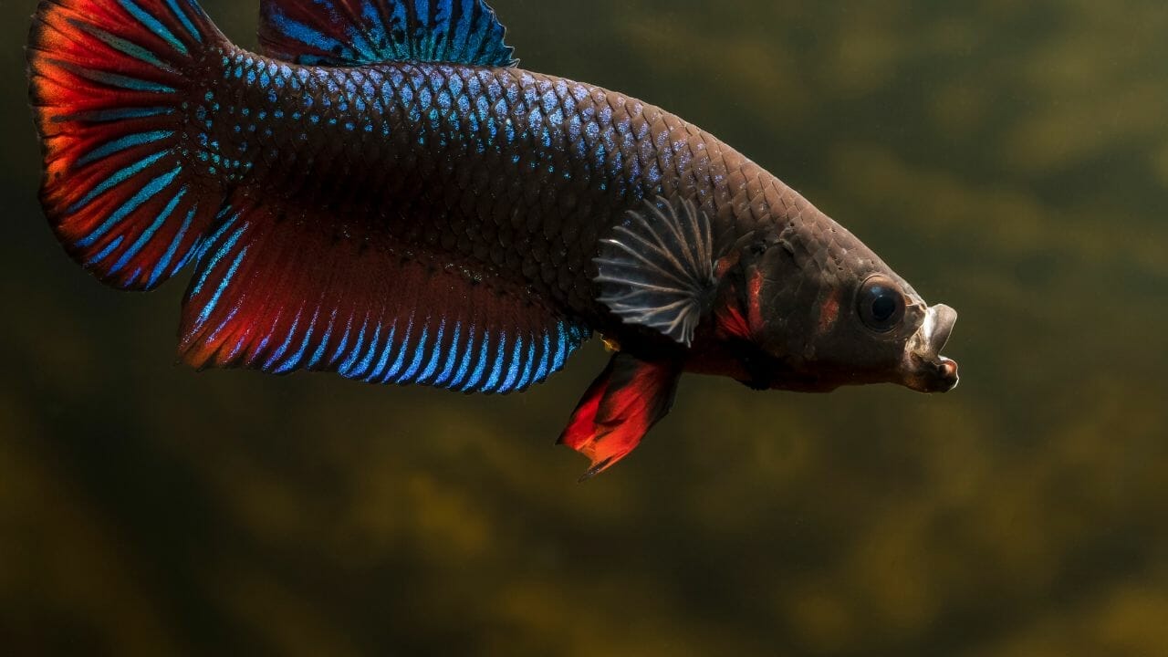 How Long Do Plakat Bettas Live? Acuario Pets