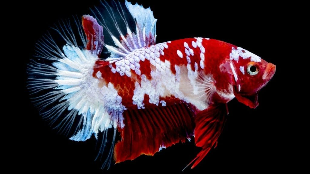 Hellboy Betta Fish: 8 Secrets To Proper Care 3 Red Hellboy Betta Fish Hellboy Betta Fish: 8 Secrets To Proper Care