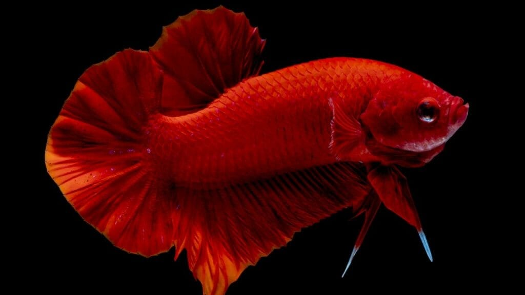 Red Hellboy Betta Fish In aquarium Hellboy Betta Fish: 8 Secrets To Proper Care