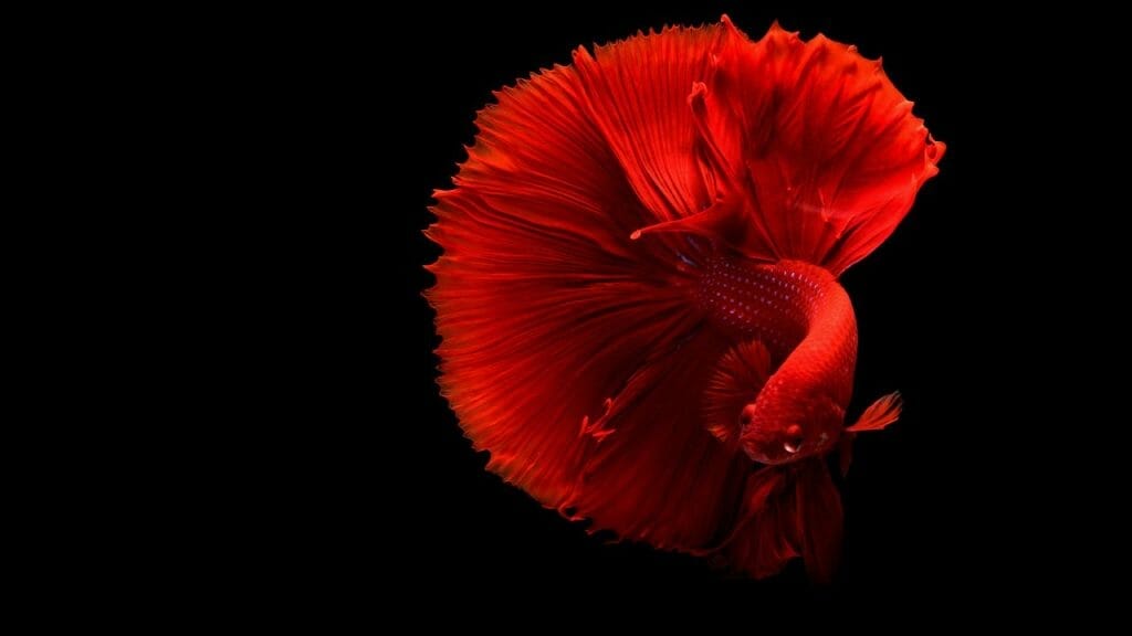 dumbo betta solid red