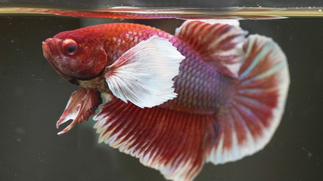 How Long Do Dumbo Bettas Live? Acuario Pets