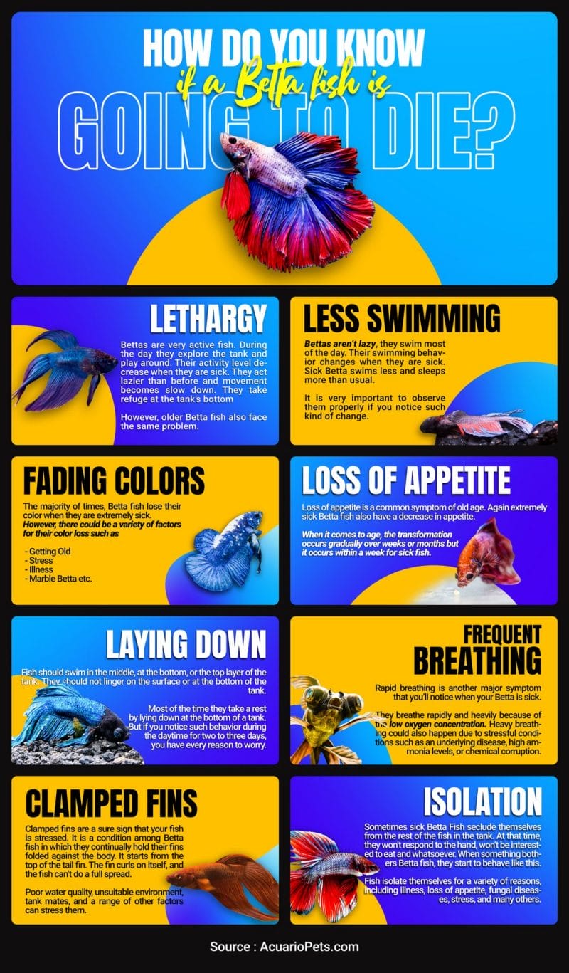 how do you know if a betta fish is going to die infographic. Shows most common signs before betta fish die including lethargy, less swimming, fading colors, loss of appetite, etc.  