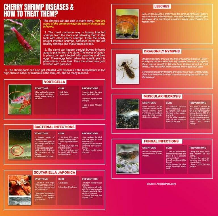 cherry shrimp diseases infographic