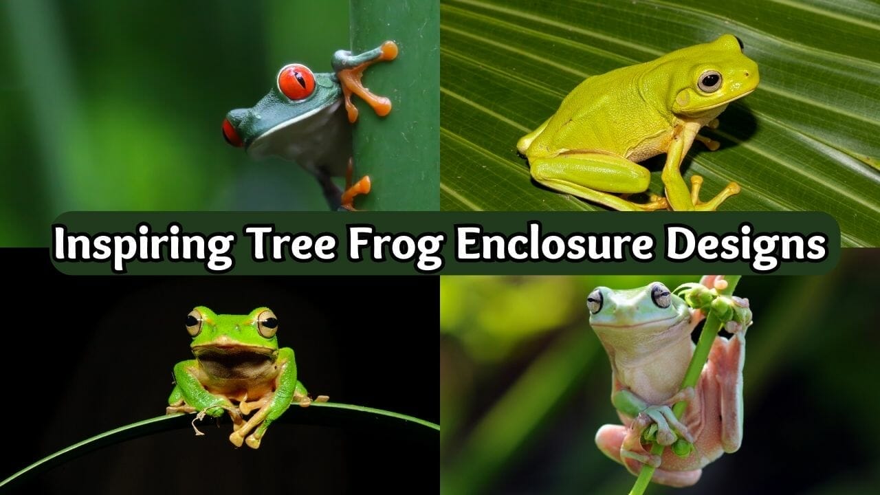 30 Inspiring Tree Frog Enclosure Designs [Tropical Oasis]