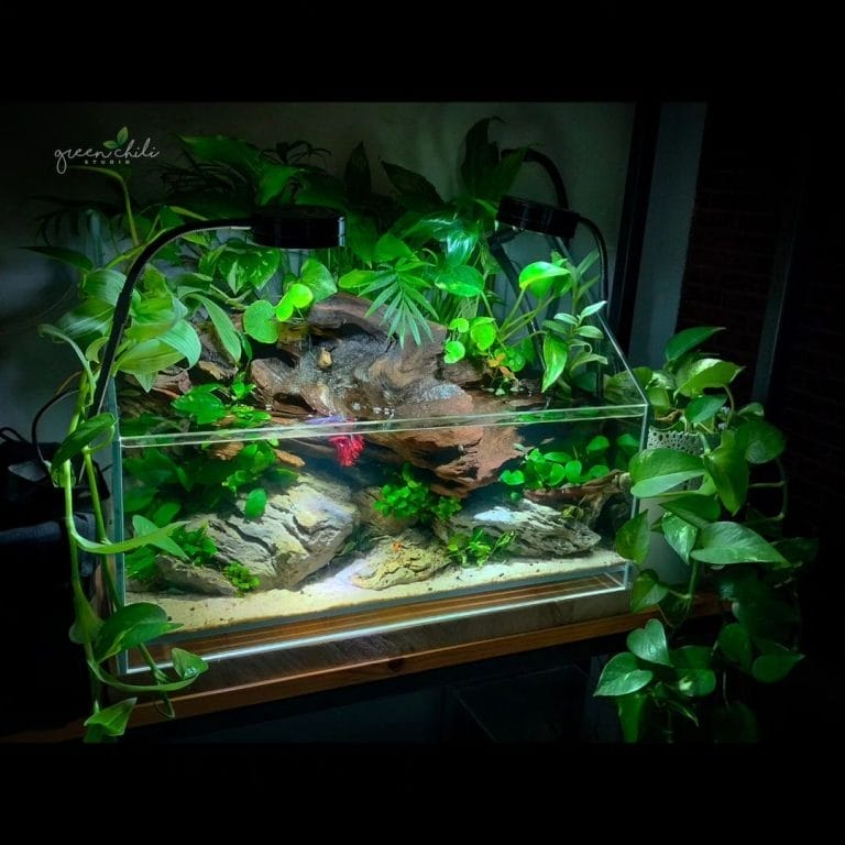 Safe Decorations and Plants for a Betta-Friendly Tank