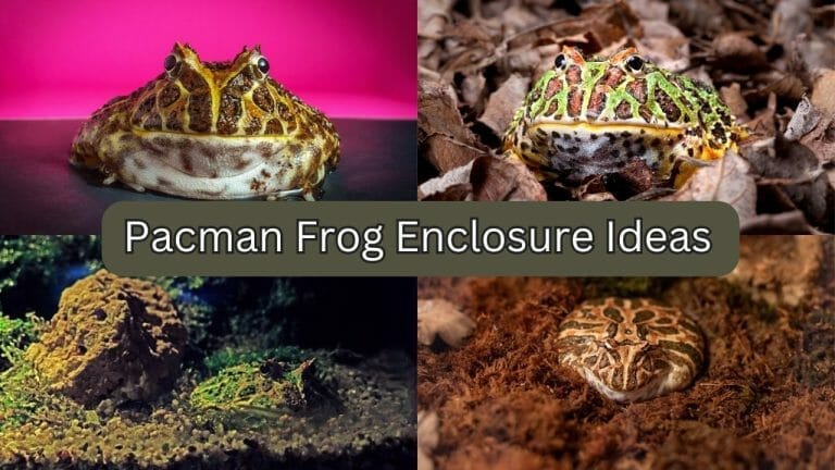30 Unique Pacman Frog Enclosure Ideas [Pacman Paradise]