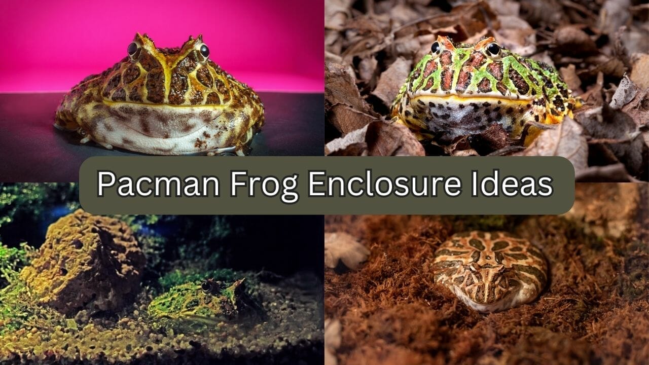 30 Unique Pacman Frog Enclosure Ideas [Pacman Paradise]
