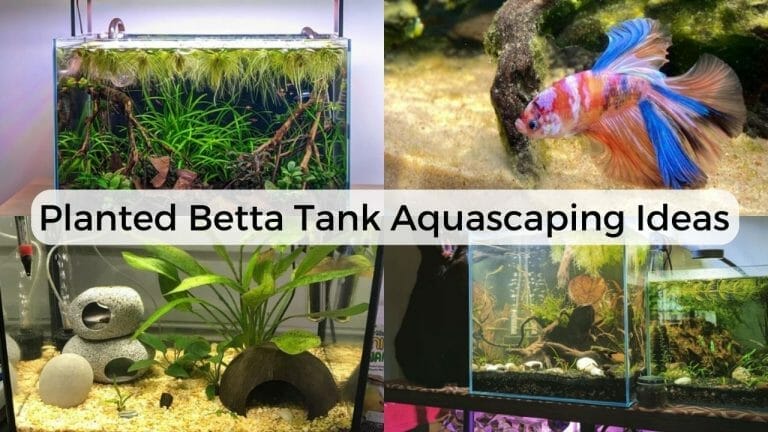 Explore 35 Gorgeous Ways to Create a Planted Paradise for Your Betta!