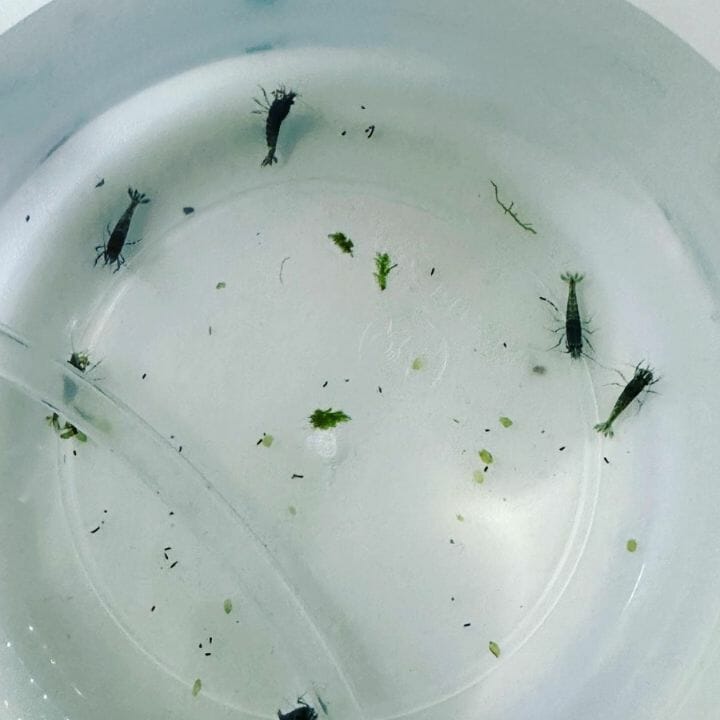 shrimp acclimation in a bowl