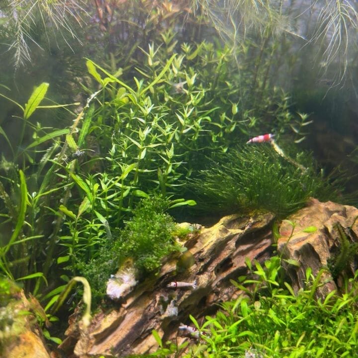 crystal red shrimp in planted tank