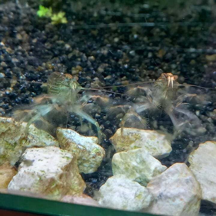 two bamboo shrimps