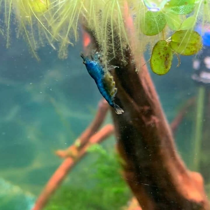 a berried blue cherry shrimp with eggs