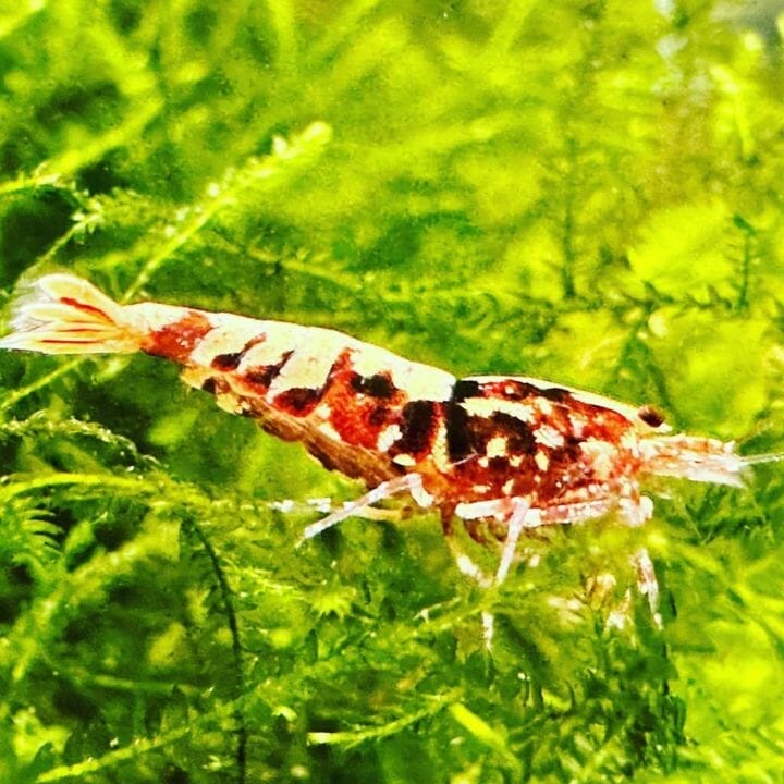 What Are The Best Plants For Cherry Shrimps? Acuario Pets
