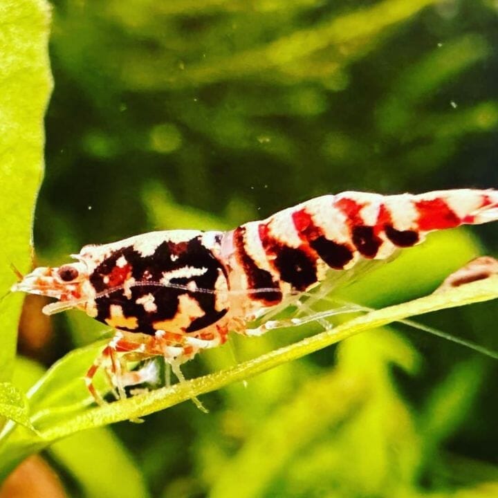 What Are The Best Plants For Cherry Shrimps? Acuario Pets