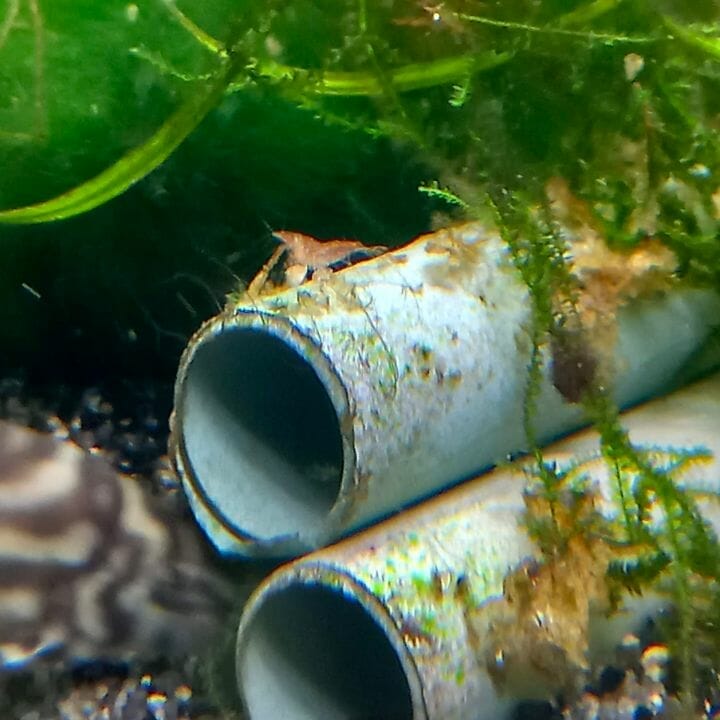 cherry shrimp hiding and grazing on tube hideouts