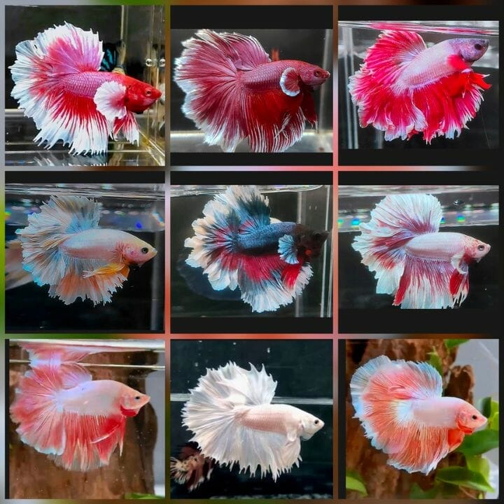 How To Clean Fish Tank After Betta Dies? Acuario Pets