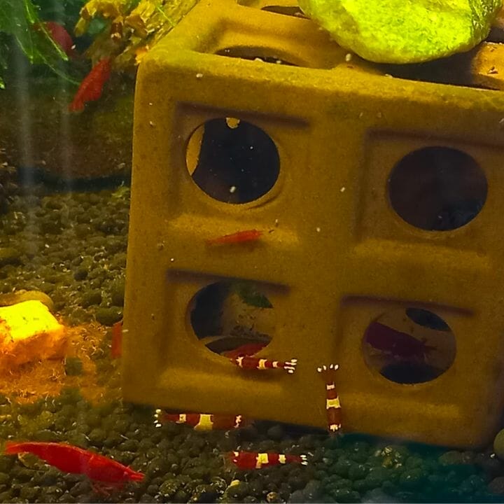 crystal red shrimp with hideout decor