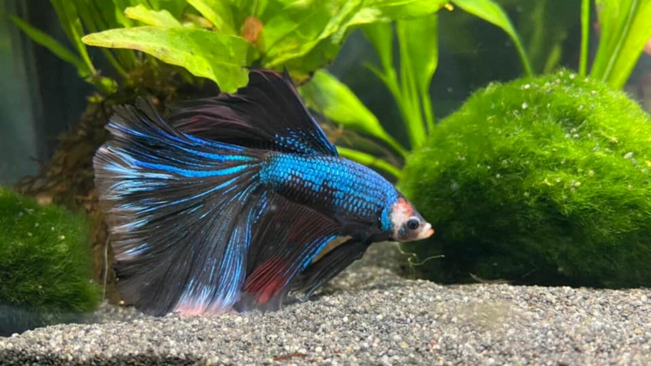 Do Betta Fish Like Blue Light At Night? Or Is it Too Much? Acuario Pets