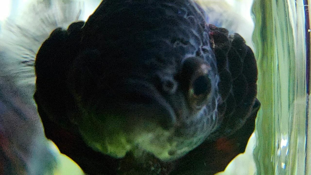 How To Clean Fish Tank After Betta Dies? Acuario Pets