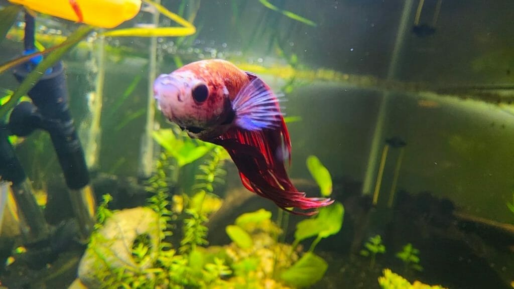 gorgeous colorful betta fish