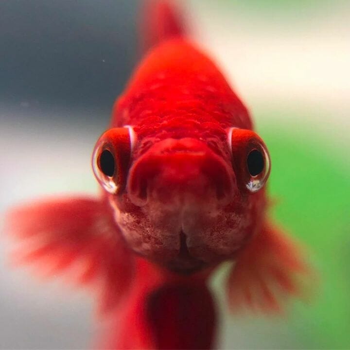 red betta fish close up