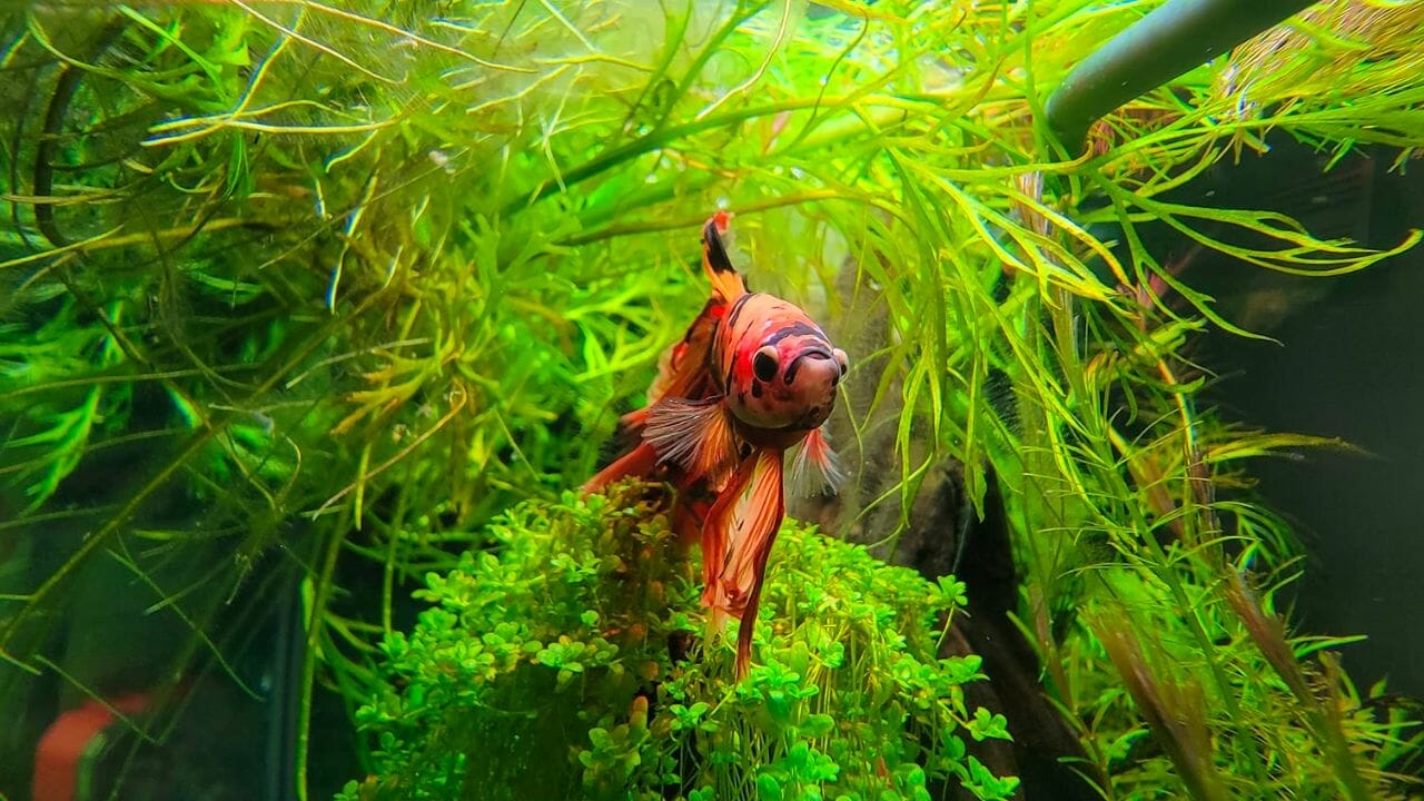 colorful betta in planted tank