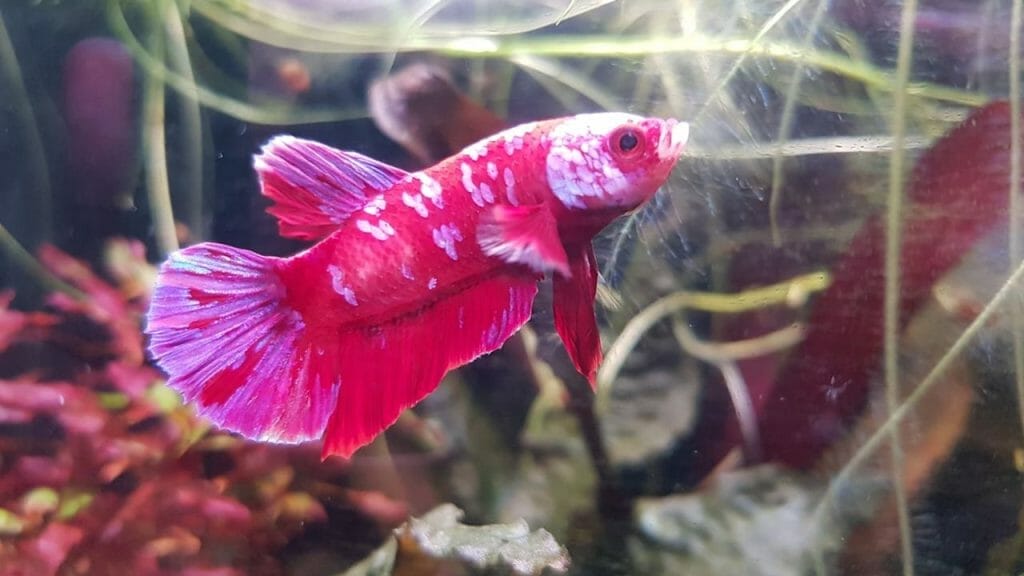 gorgeous pink betta fish