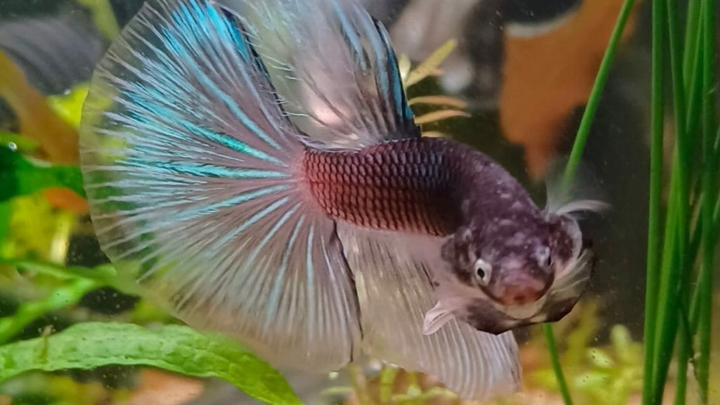 cute betta fish close up