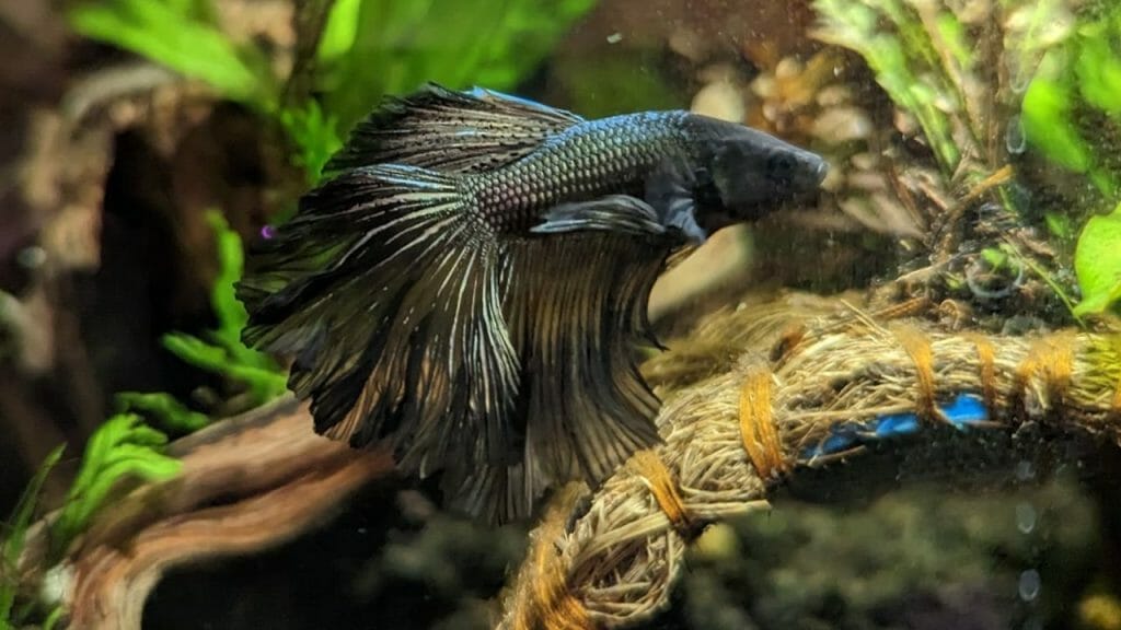 black betta fish