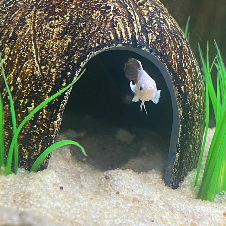 betta fish peeking out from coconut cave