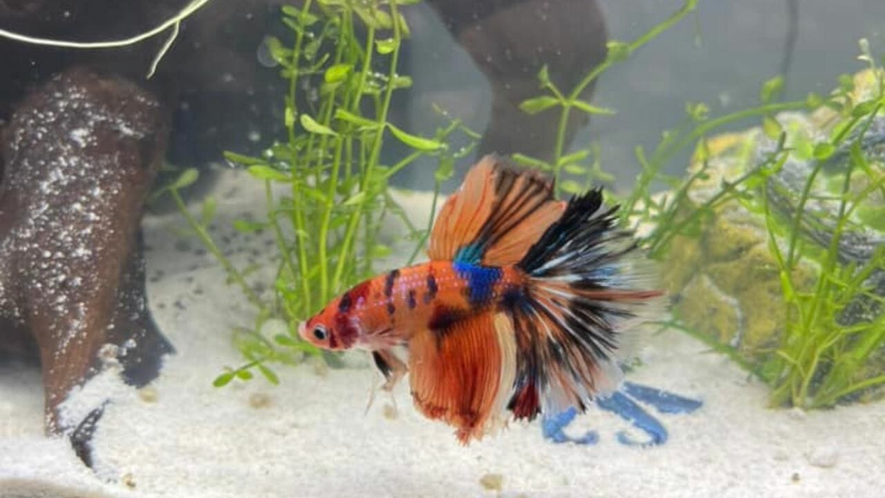 colorful betta fish in white substrate tank