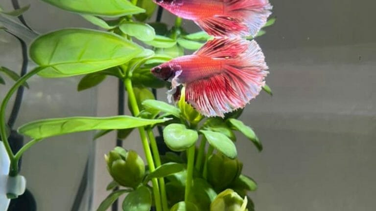 How To Make An Aquaponics Betta Fish Tank? [DIY+Pictures]