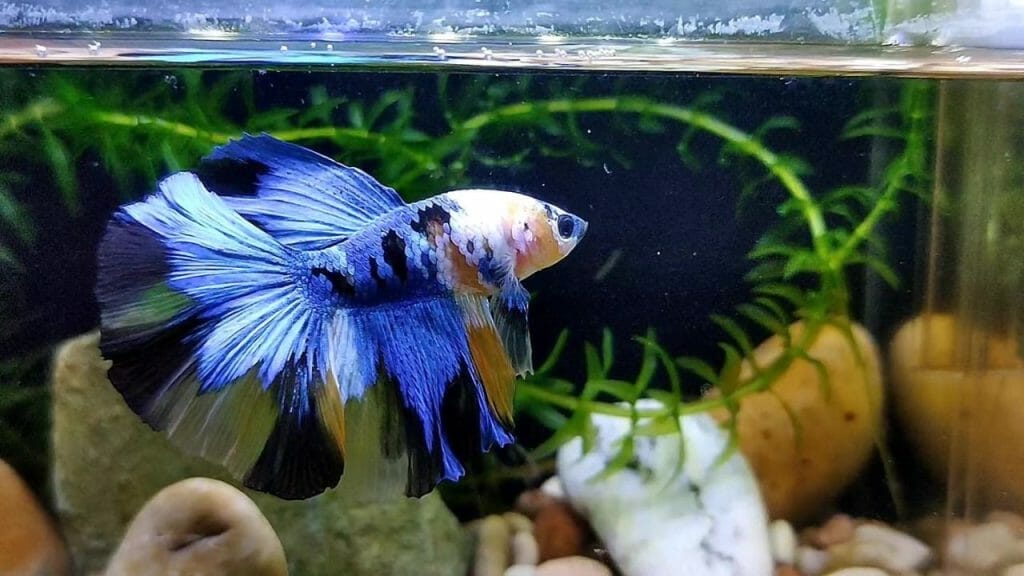 blue white gorgeous betta fish