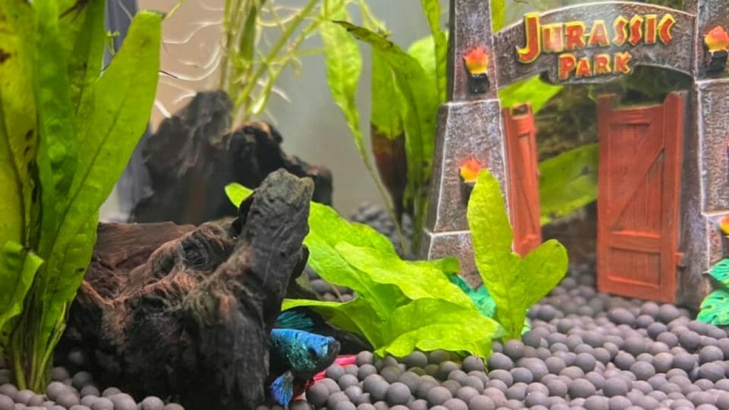 betta fish hiding behind wood
