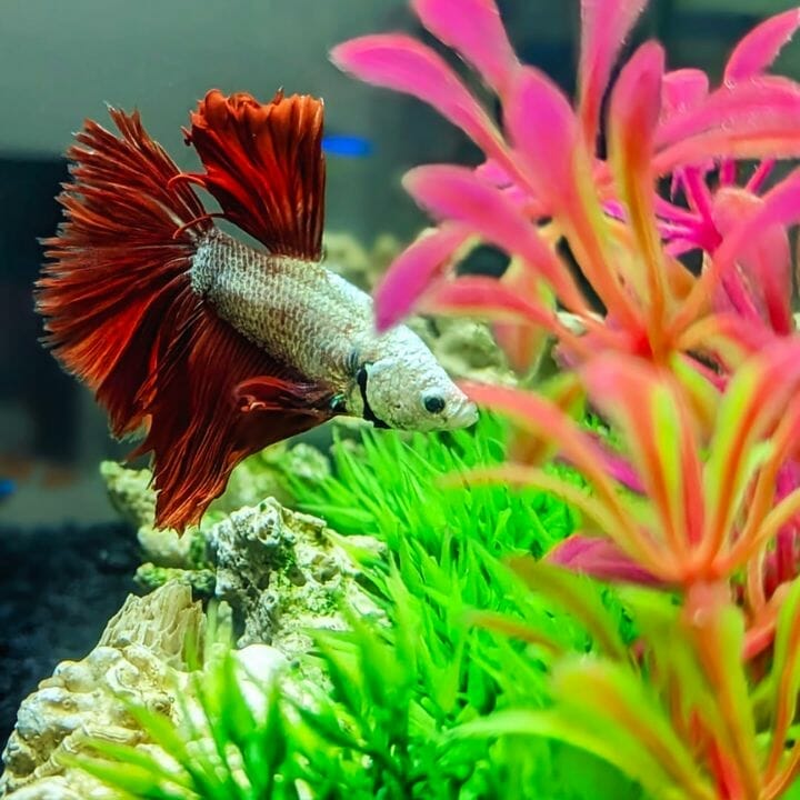 betta fish among colorful plants