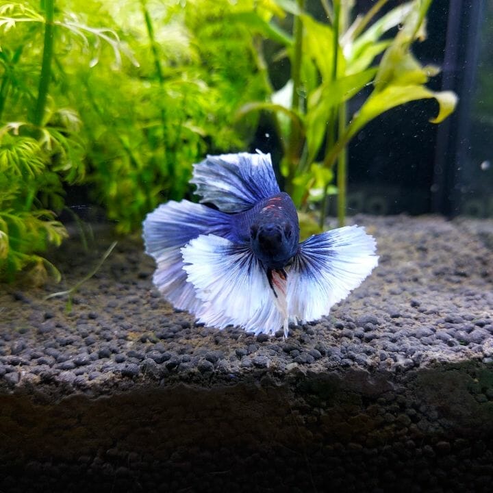 What Water To Use For Betta Fish? Beginner’s Guide Acuario Pets