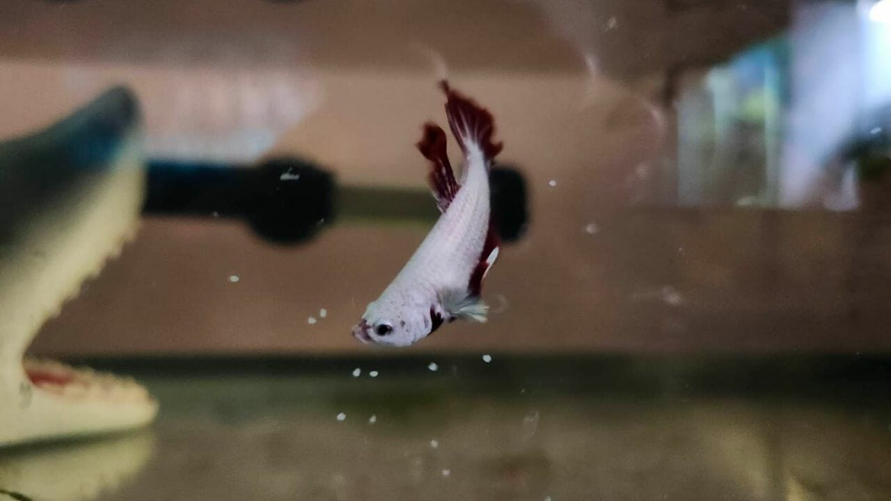 Why Is My Betta Fish Ugly Looking?