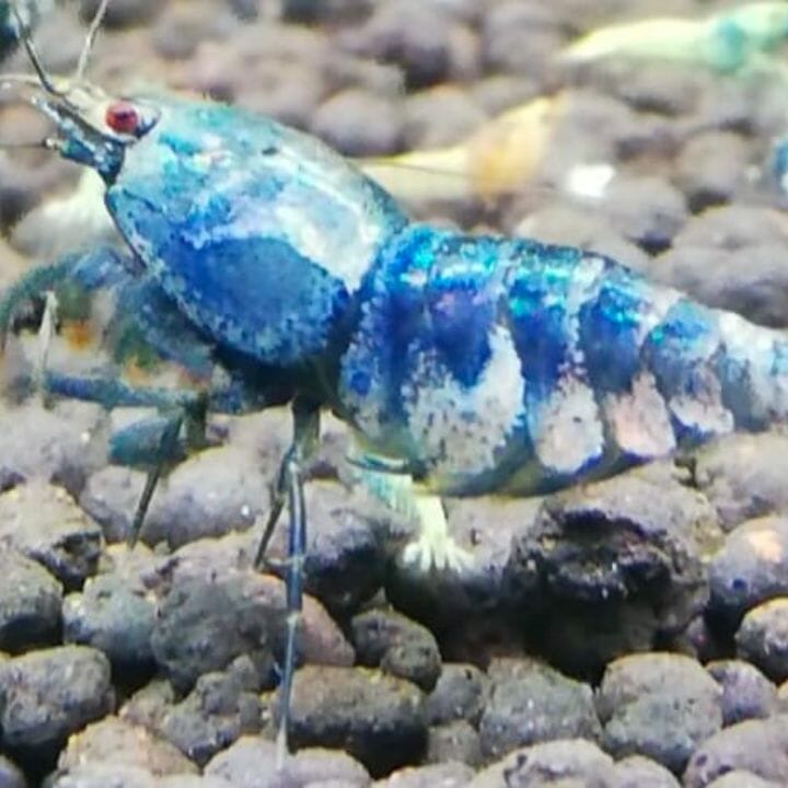 gorgeous blue white shrimp